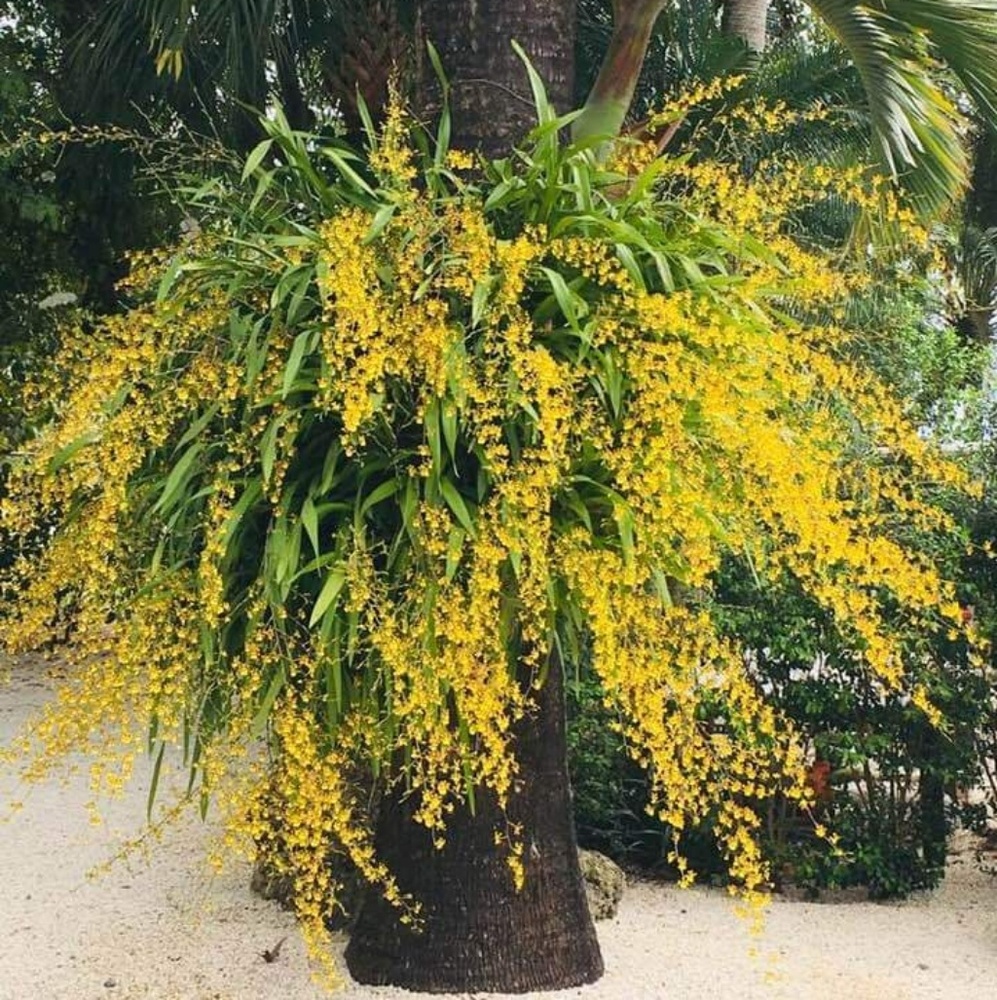 Meet your Posher, Doly